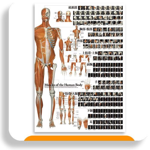 特大A1カラーポスター　全身の筋